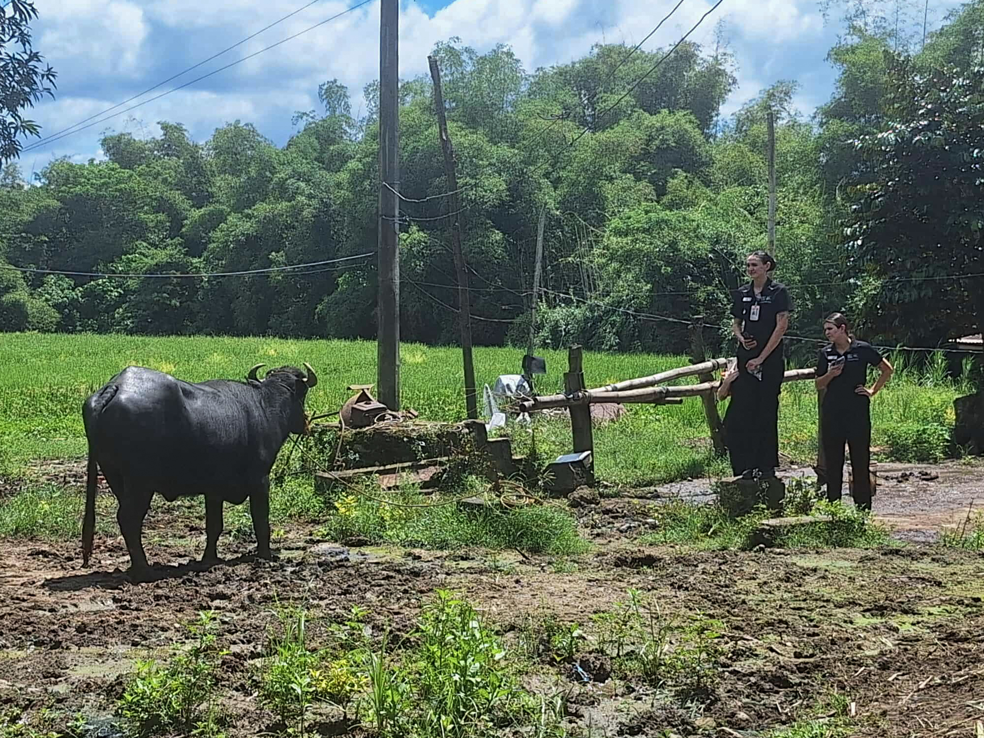 A visit to a Carabao farm in Brgy. Masalipit, San Miguel, Bulacan.