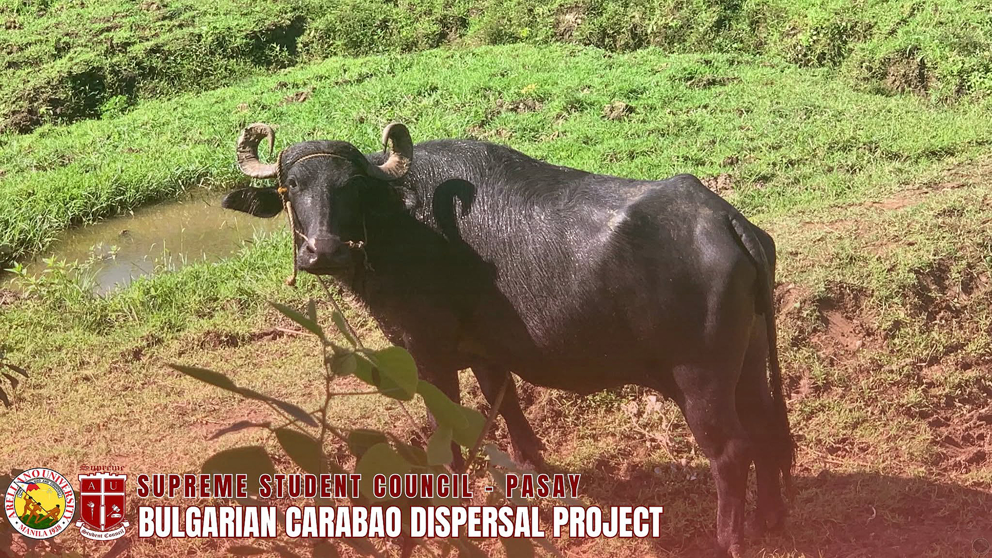 Nurturing Livelihoods, Empowering Farmers: Bulgarian Carabao Dispersal Project