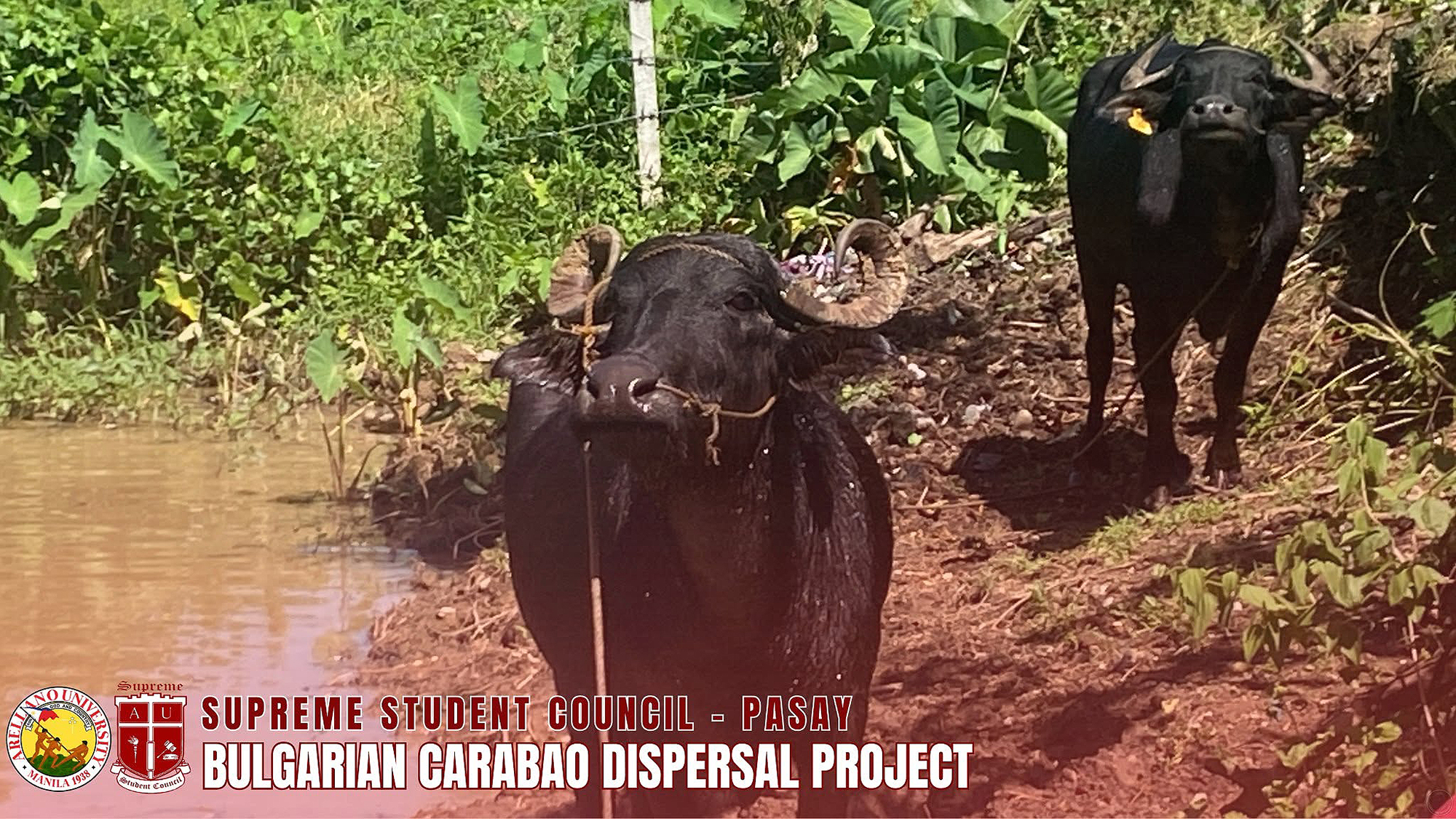 Nurturing Livelihoods, Empowering Farmers: Bulgarian Carabao Dispersal Project