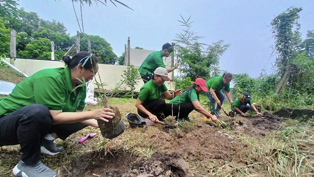 Bamboo Planting